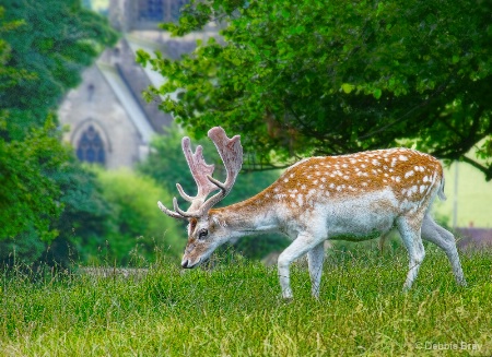 Derbyshire deer