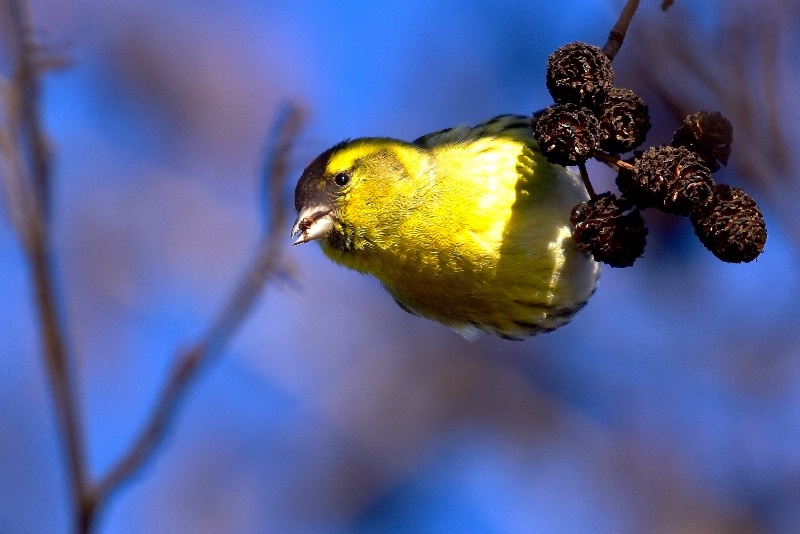 Carduelis spinus