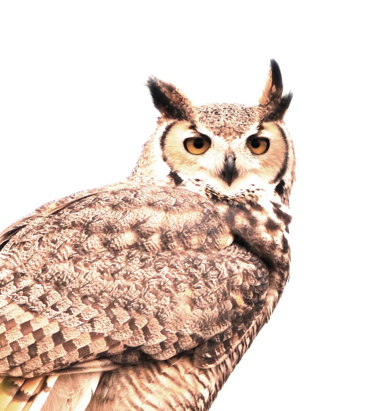 Great Horned Owl