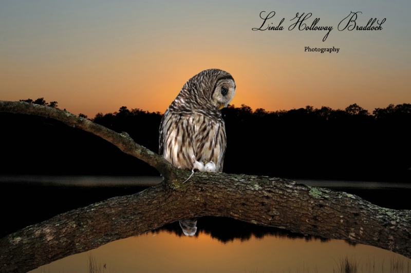 Owl with Mouse at Sun Set