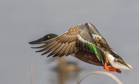 Shoveler Takeoff