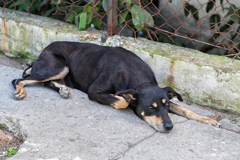 casablanca dog - ID: 15076255 © Annie Katz