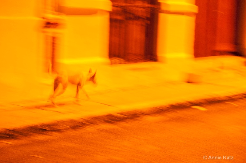 dog in the night - ID: 15076266 © Annie Katz