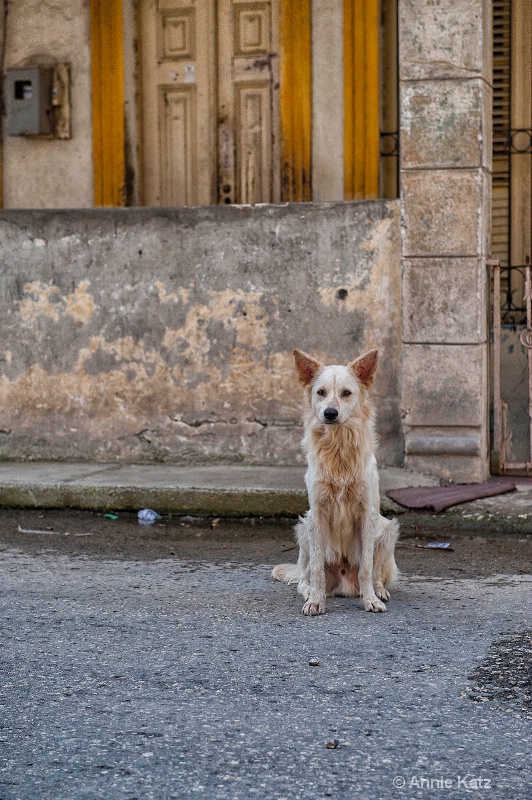 street dog - ID: 15076277 © Annie Katz
