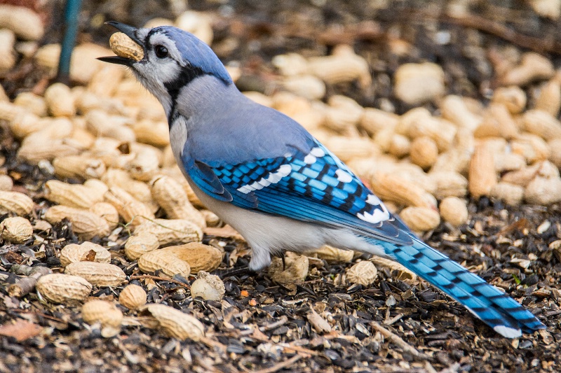 Blue Jay vs Peanut