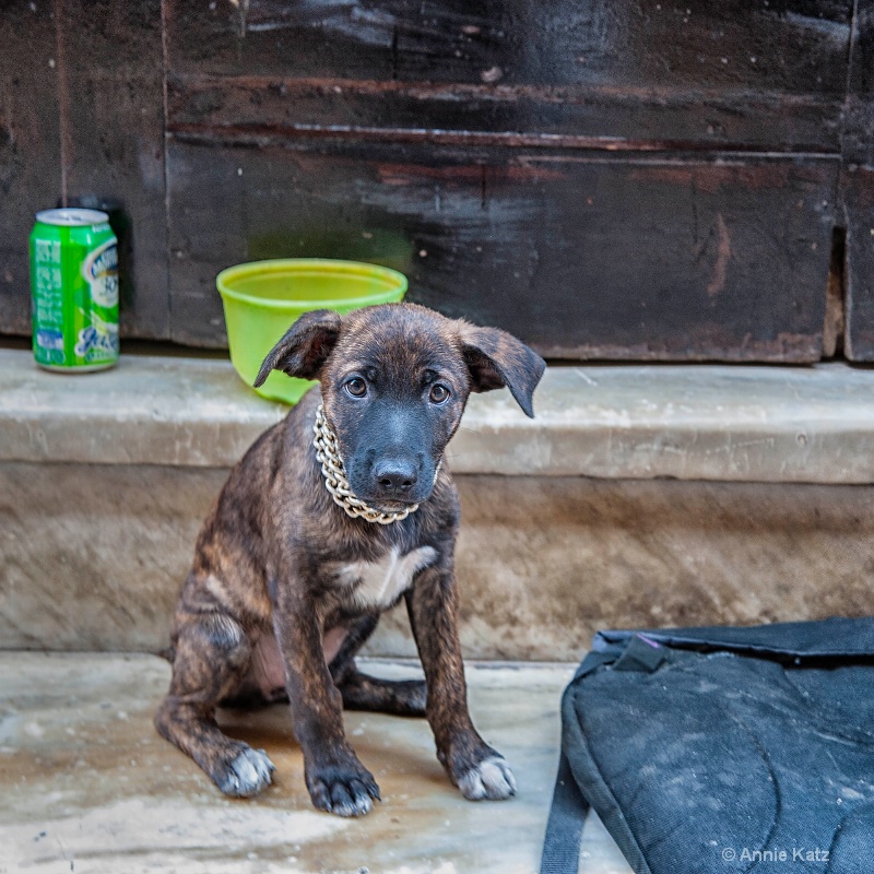street puppy - ID: 15076490 © Annie Katz