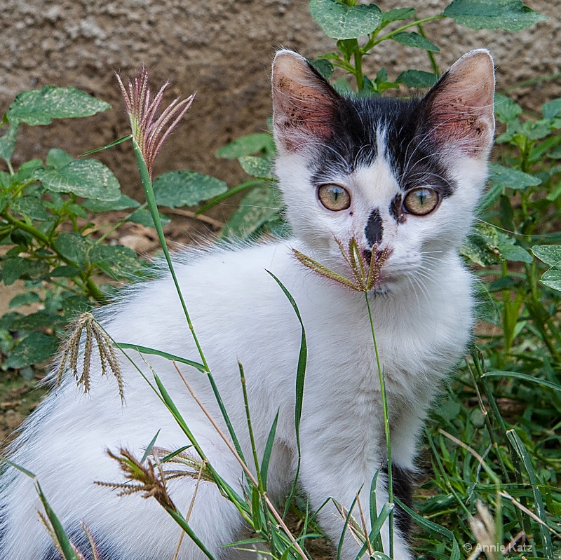 nature kitty - ID: 15076763 © Annie Katz