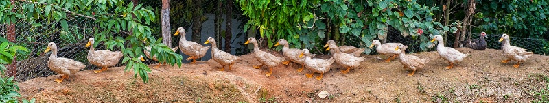 ducks in a row - ID: 15076812 © Annie Katz