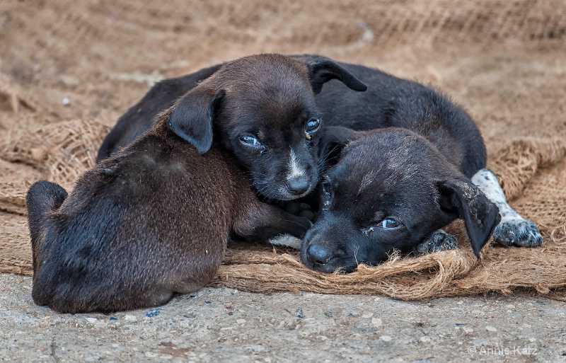 puppies - ID: 15076824 © Annie Katz