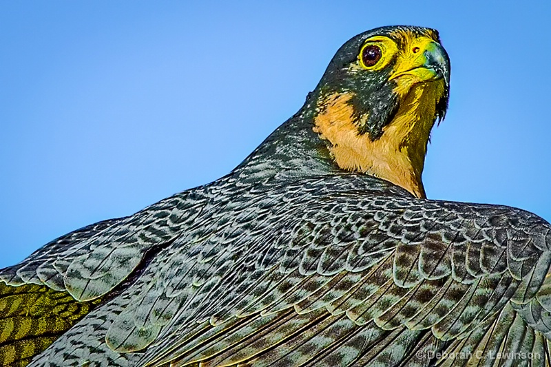 Peregrine Falcon - ID: 15076942 © Deborah C. Lewinson