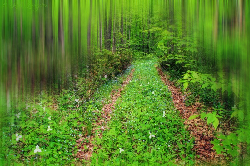 Flowered Road