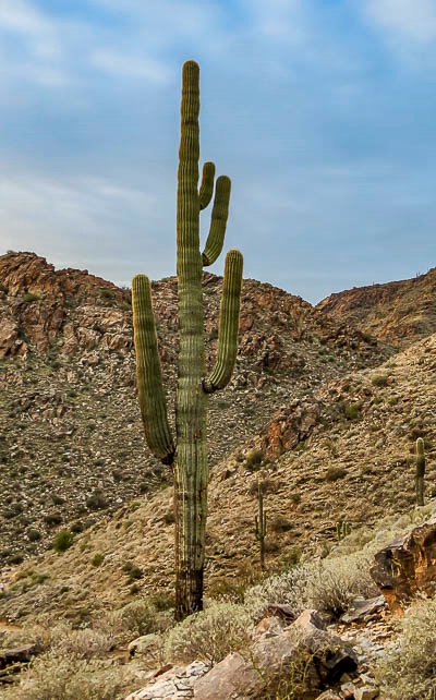 Sunday Saguaro January 2016