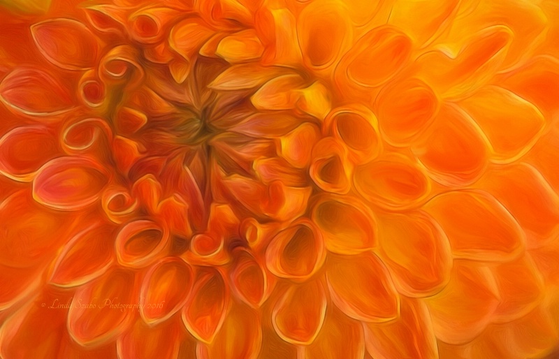 Painted Orange Dahlia 