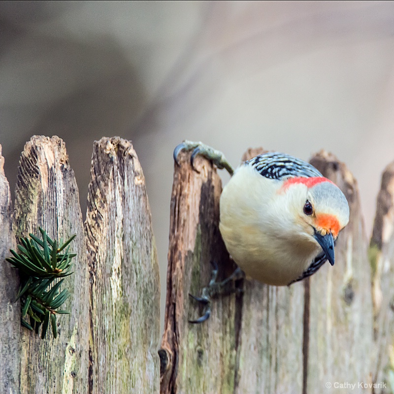 Red Bellied Woodpecker