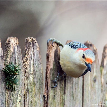 Red Bellied Woodpecker