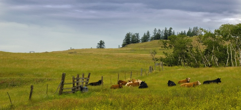 Cattle Resting 