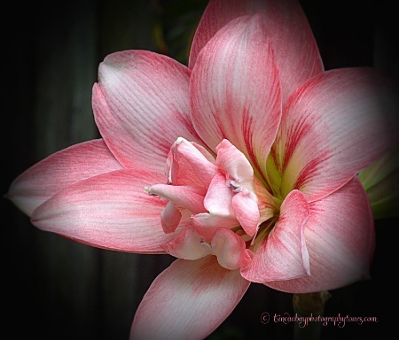 Amaryllis/Hippeastrum