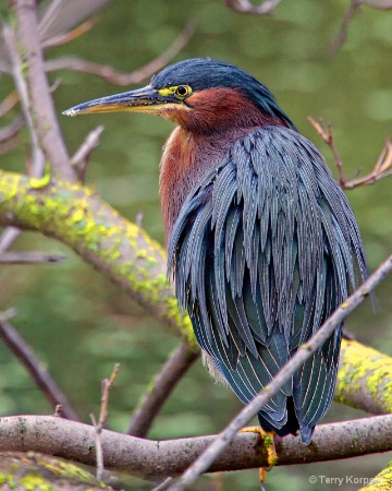 Green Heron