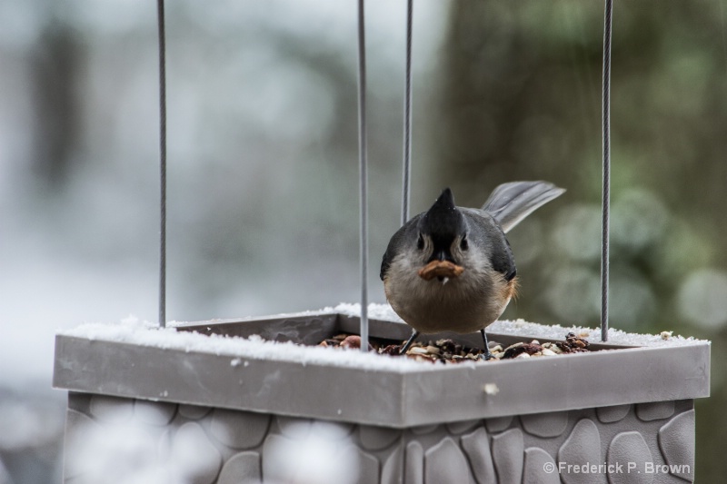 Tufted Titmouse 2-1-1