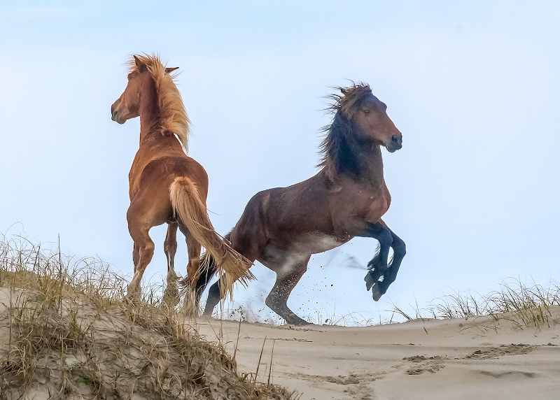 Wild Horses - Corolla, NC