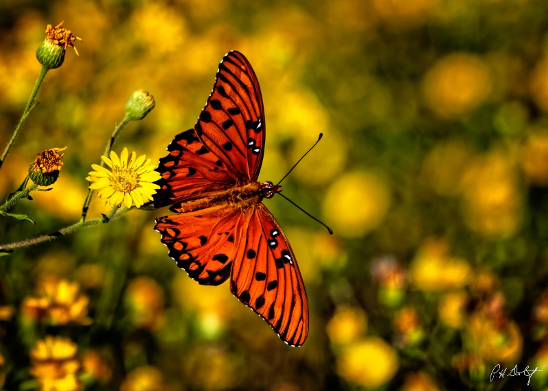 Gulf Fritillary Butterfly