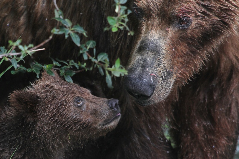 Mama Bear and Cub