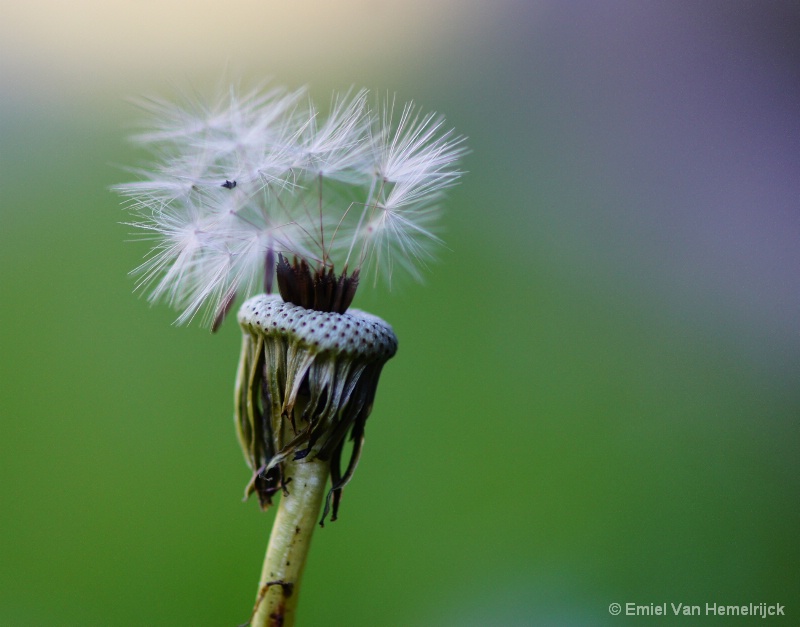 dandelion