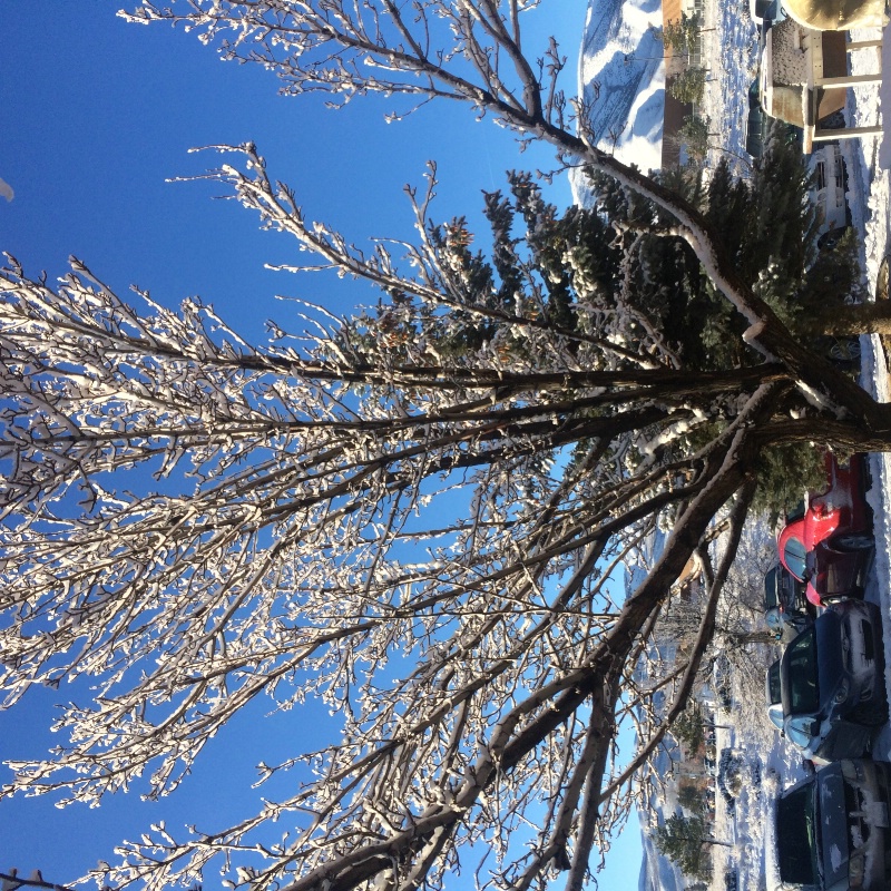 Tree covered with snow