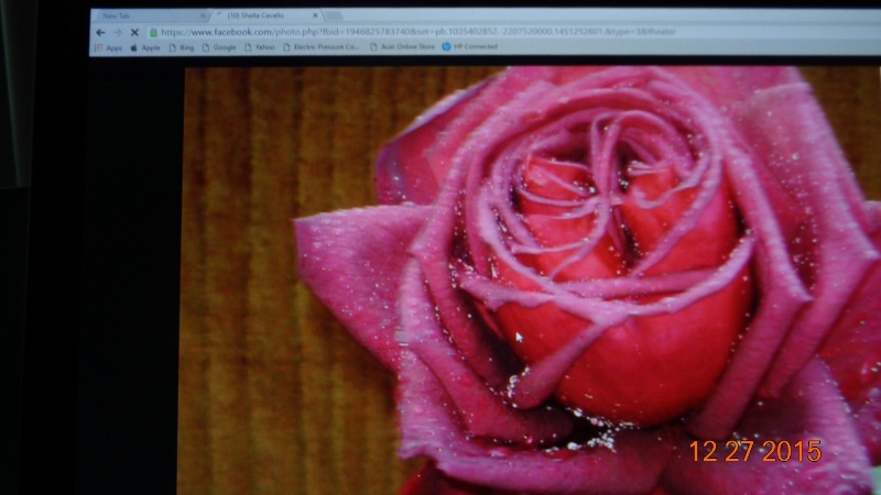 My Rose