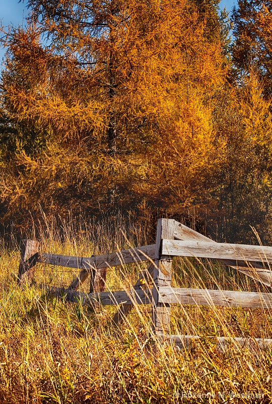 Tamaracs in the fall - ID: 15078480 © Roxanne M. Westman