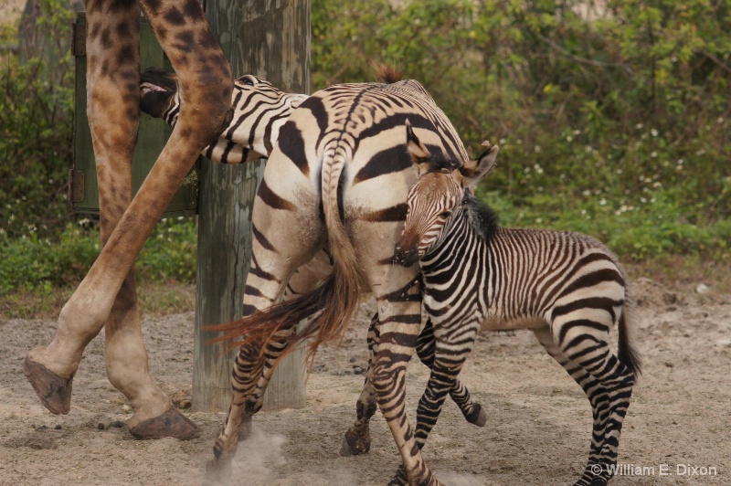 Giraffe interrupts Zebra Feeding 