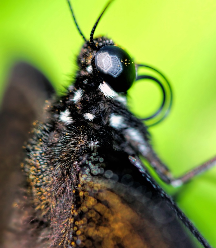 Eye on the Pollen