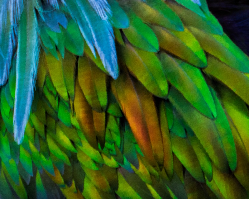 Nicobar Pigeon Feathers
