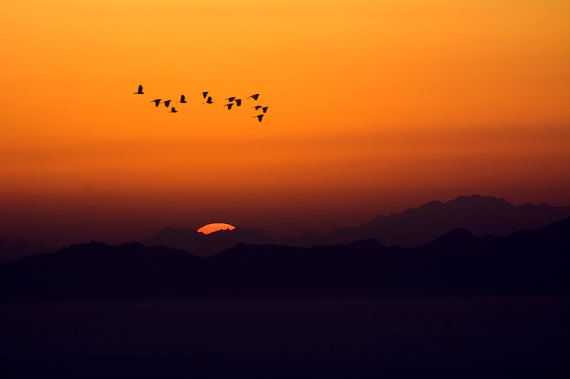 Flight at Dawn.