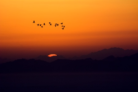 Flight at Dawn.