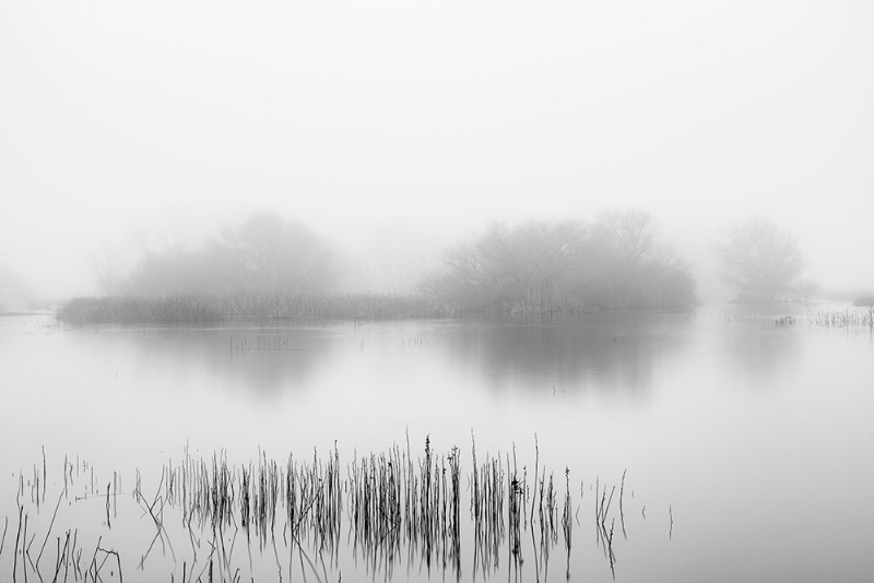 Foggy Morning On The Wetlands