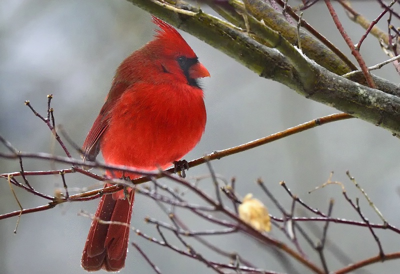 Red Bird, male 2 - ID: 15078670 © Donald R. Curry