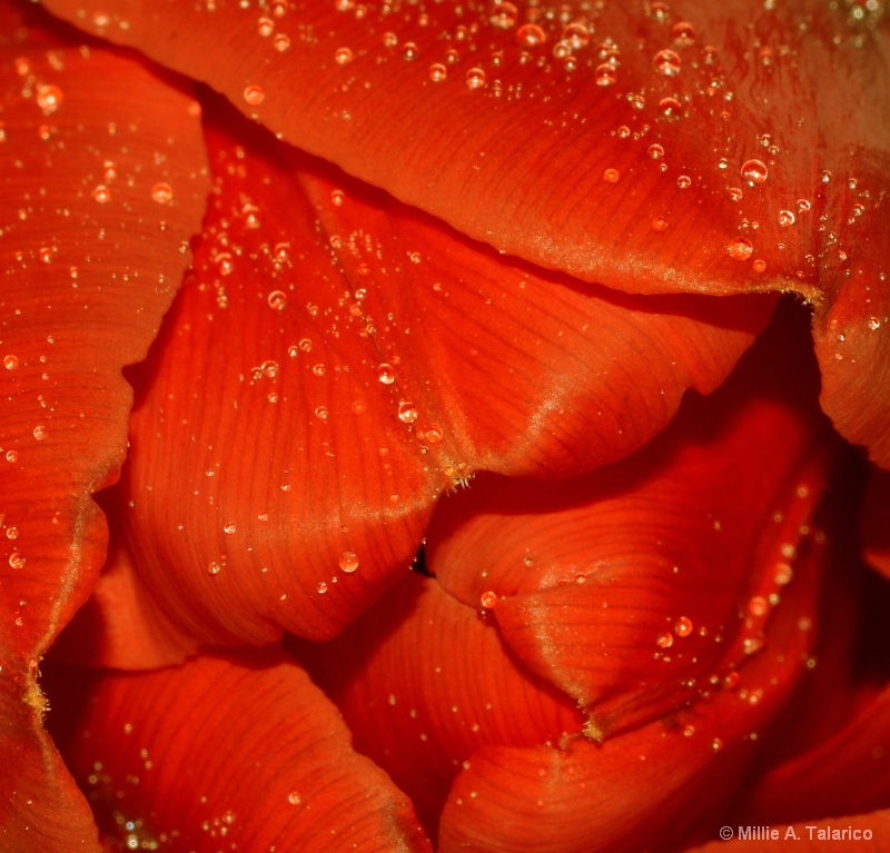 Tulip Macro