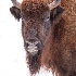 2European Buffalo - ID: 15079105 © Ilir Dugolli