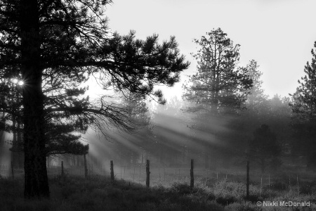 Almost to Fairyland, BW