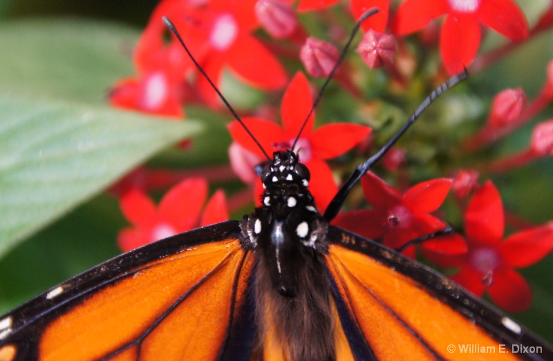 Close-Up of a Monarch Butterfly