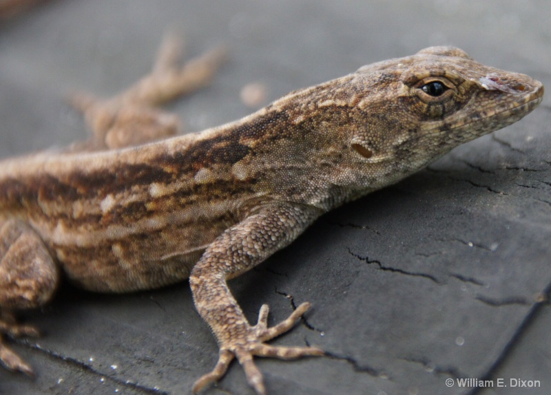 Close-Up of a Florida Lizard