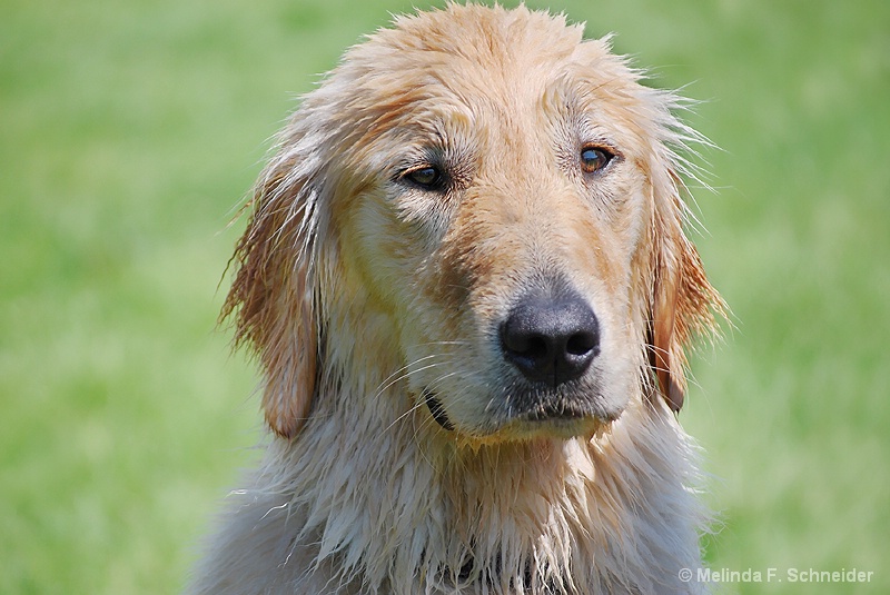 Wet Dog