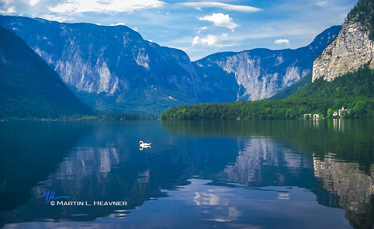 Swan on Lake Hallstat - Austria