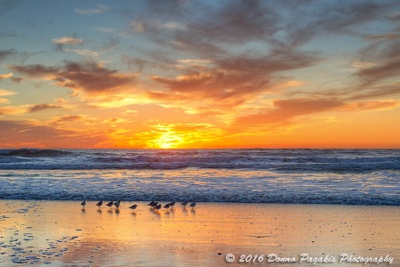 Sandpipers at Sunset