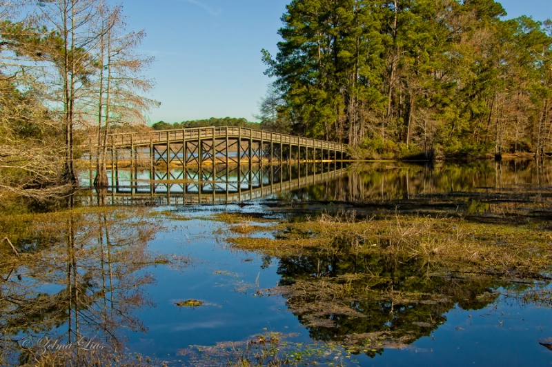 Still Water Reflection at Martin Dies Jr SP in TX