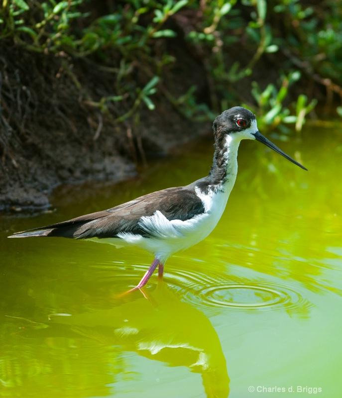 hawaiian stilt