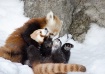 Panda Hugs