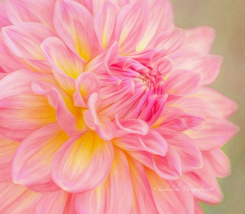 Sweet Summer Dahlia