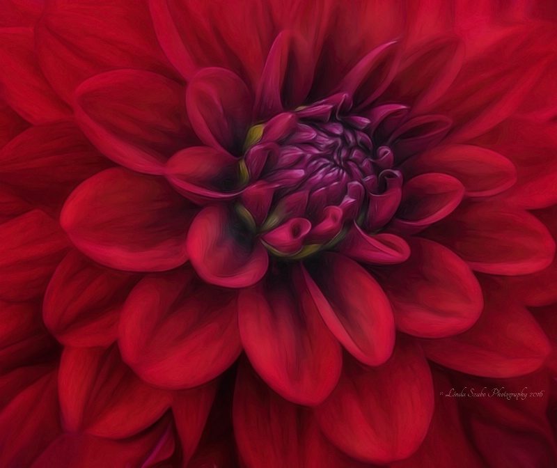 Valentine Dahlia